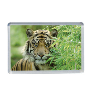 Objet Photos Magnet 70 x 40 mm Emballage Individuel 