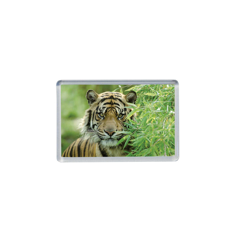 Object Photos Magnet 70 x 40 mm Individually wrapped 